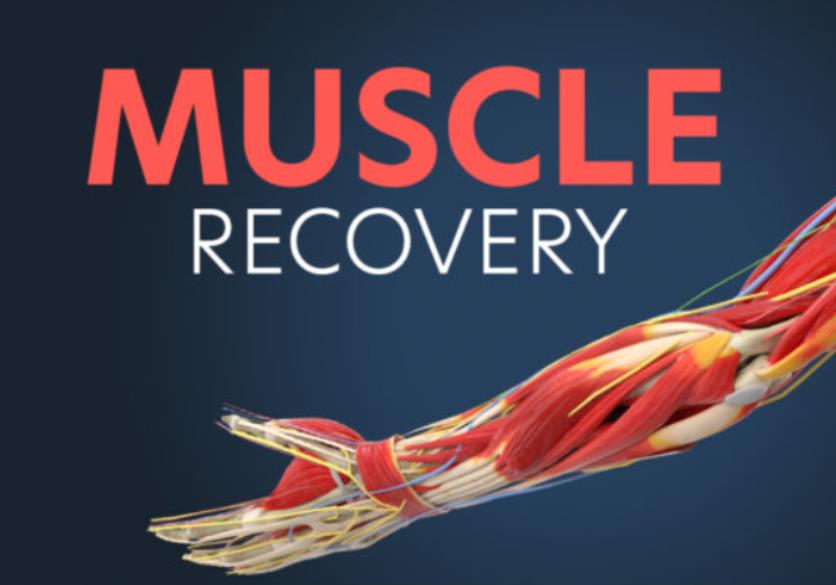 Muscle Recovery: How Sleep and Nutrition Shape Your Gains