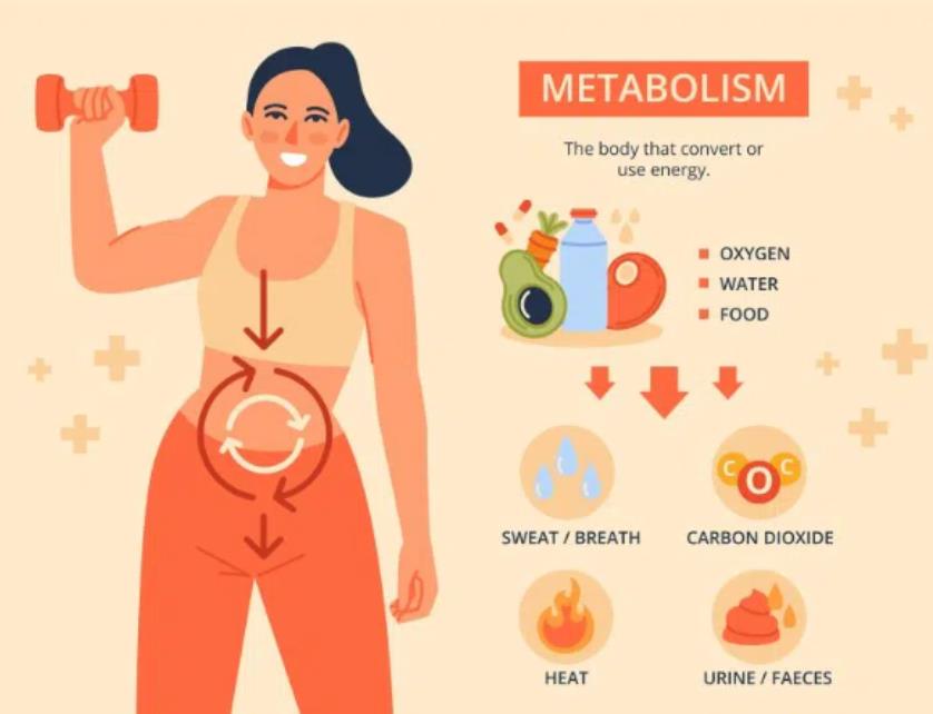 Energy Metabolism: How Exercise Boosts Mitochondrial Function